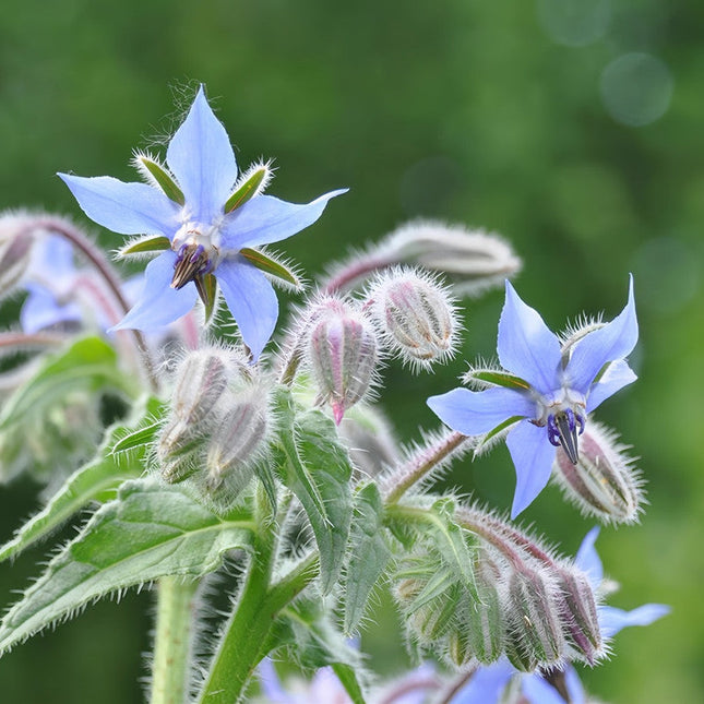 Borago Officinalis 'Blue' Herbal Garden Seeds