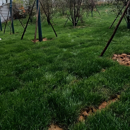 Poa pratensis 'Blue Chip' Kentucky Bluegrass Turf Seeds