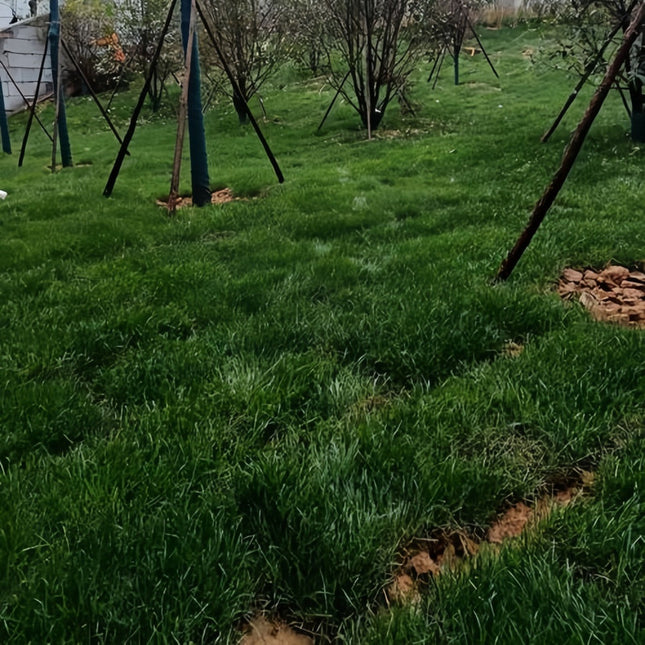 Poa pratensis 'Blue Chip' Kentucky Bluegrass Turf Seeds