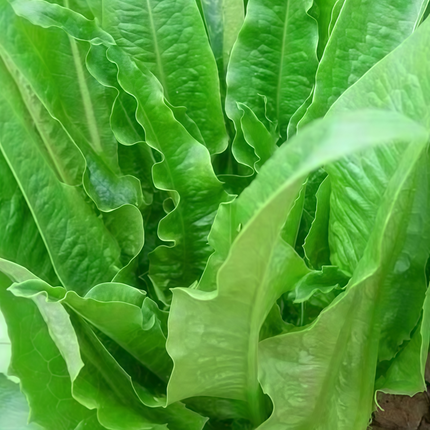 Lactuca sativa 'Green Romaine' Lettuce Seeds