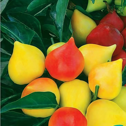 Capsicum annuum var. annuum 'Peach' Colored Pepper Seeds