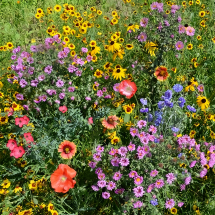 Dwarf Flower Combination Mix Seeds