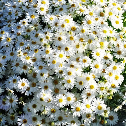 Brachycome Iberidifolia 'Snow White' Elegant Daisy Seeds