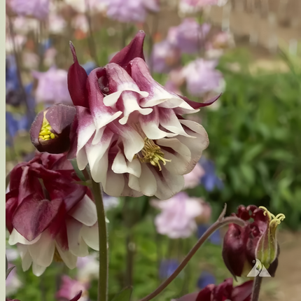 Aquilegia Vulgaris 'Double Purple' Columbine Seeds