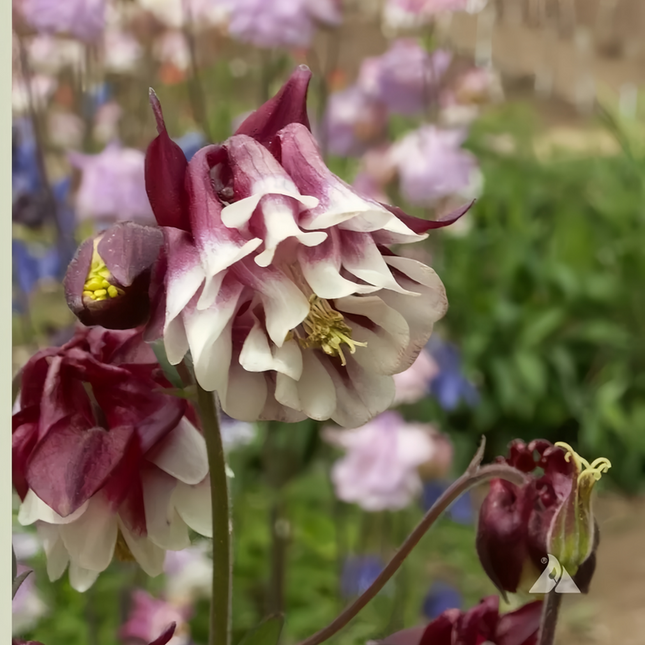 Aquilegia Vulgaris 'Double Purple' Columbine Seeds