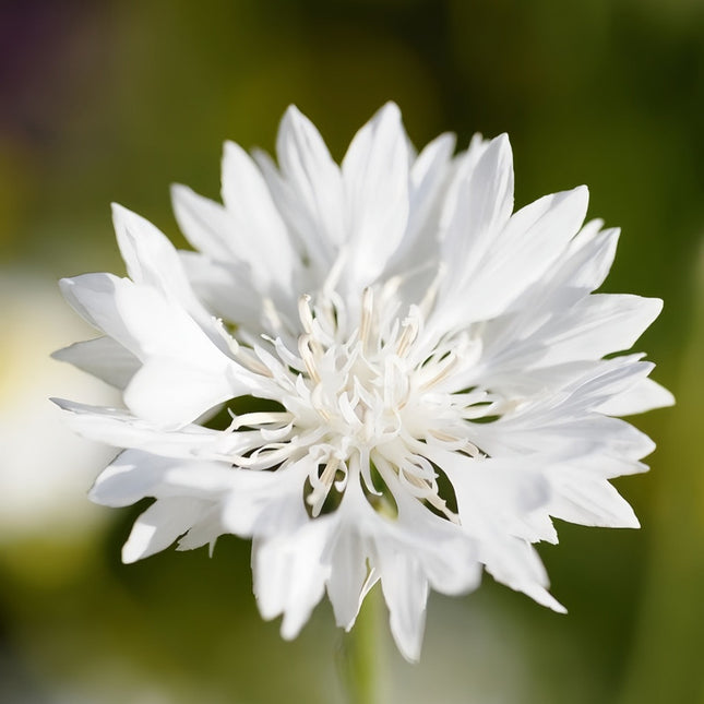 Pure White Cornflower Seeds - Centaurea Cyanus