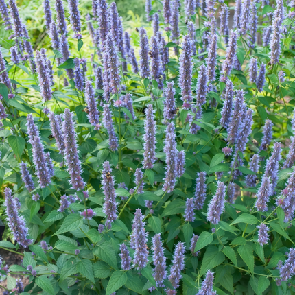 Agastache Rugosa 'Blue' Korean Mint Seeds