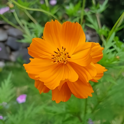 Cosmos Sulphureus 'Orange' Sunshine Seeds