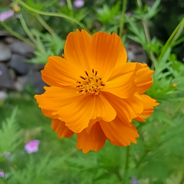 Cosmos Sulphureus 'Orange' Sunshine Seeds