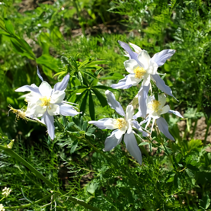 Aquilegia Vulgaris 'Blue' Classic Columbine Seeds