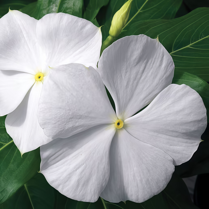 Catharanthus Roseus 'White' Vinca Flower Seeds