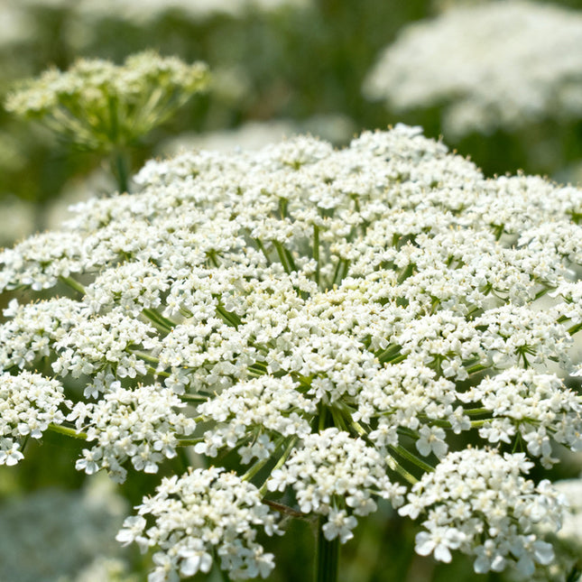 Ammi Visnaga 'Green' Laceflower Seeds