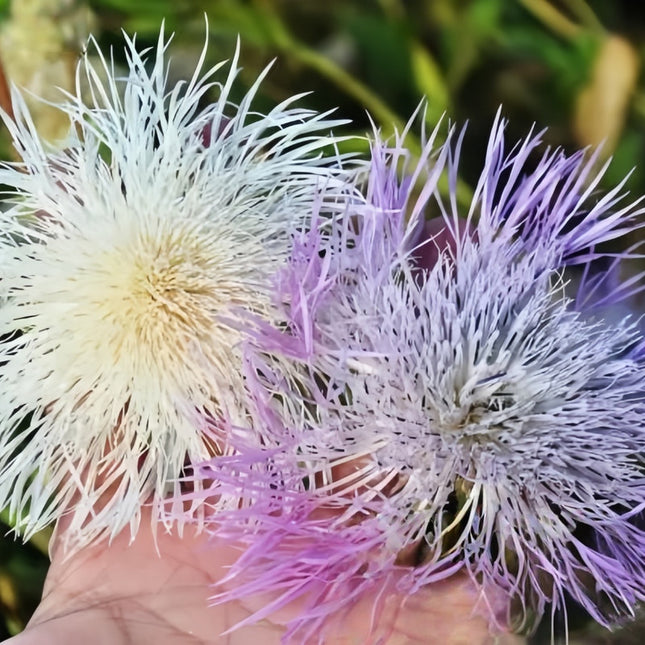 Americana Bloom Mix Seeds -Centaurea Americana