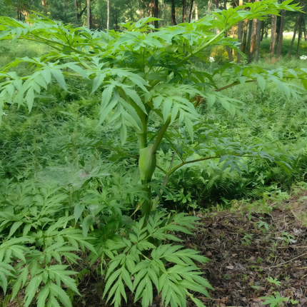 Angelica dahurica ‘Bai Zhi’ Aromatic Botanical Seeds