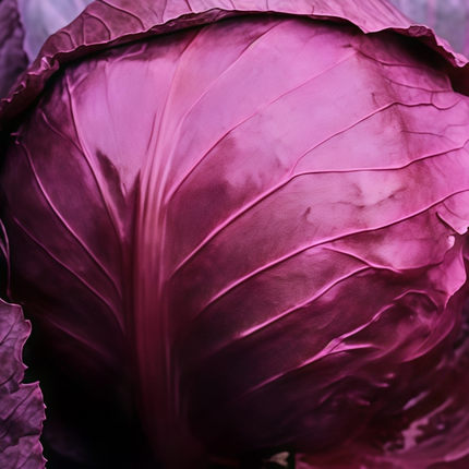 Brassica juncea 'Purple Leaf' Ornamental Mustard Seeds