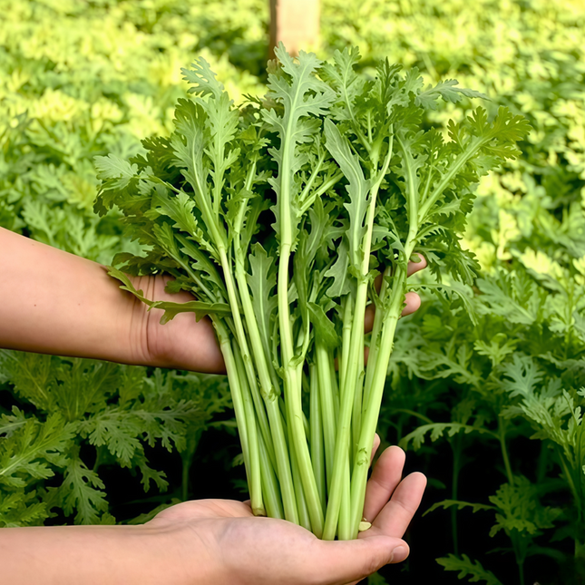 Citrullus lanatus 'Green' Watermelon Variety Seeds