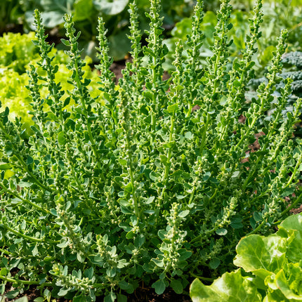 Atriplex Hortensis 'Green' Hardy Foliage Seeds