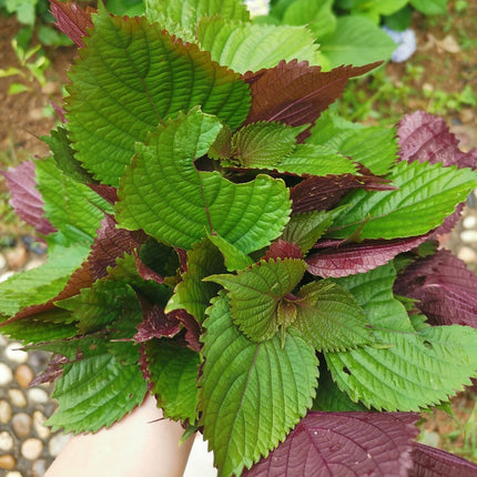 Perilla frutescens 'Zi Su' Medicinal Herb Seeds