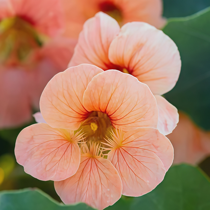 Tropaeolum Majus 'Mixed' Nasturtium Variety Seeds