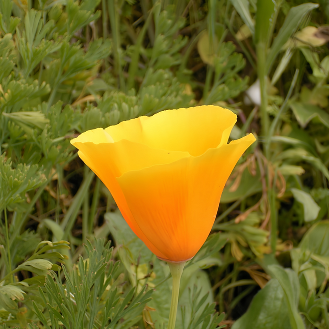 Eschscholzia Californica 'Orange' Golden Poppy Seeds
