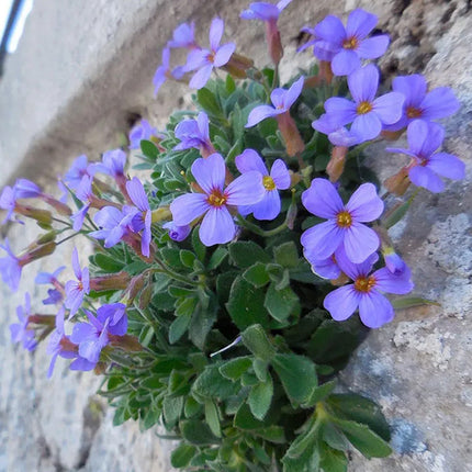 Aubrieta Deltoidea 'Pink' Alpine Flower Seeds