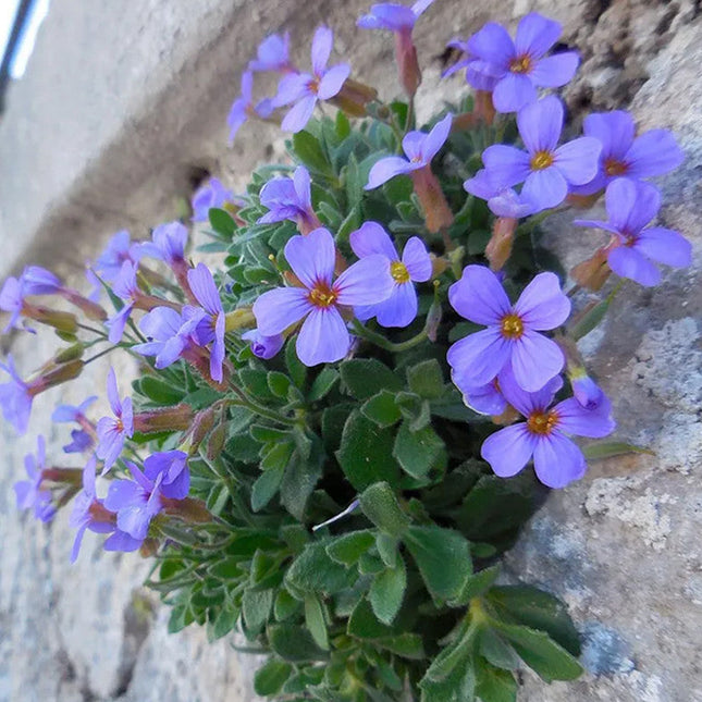Aubrieta Deltoidea 'Pink' Alpine Flower Seeds