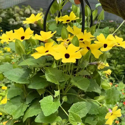 Thunbergia Alata 'Yellow Black' Butterfly Vine Seeds