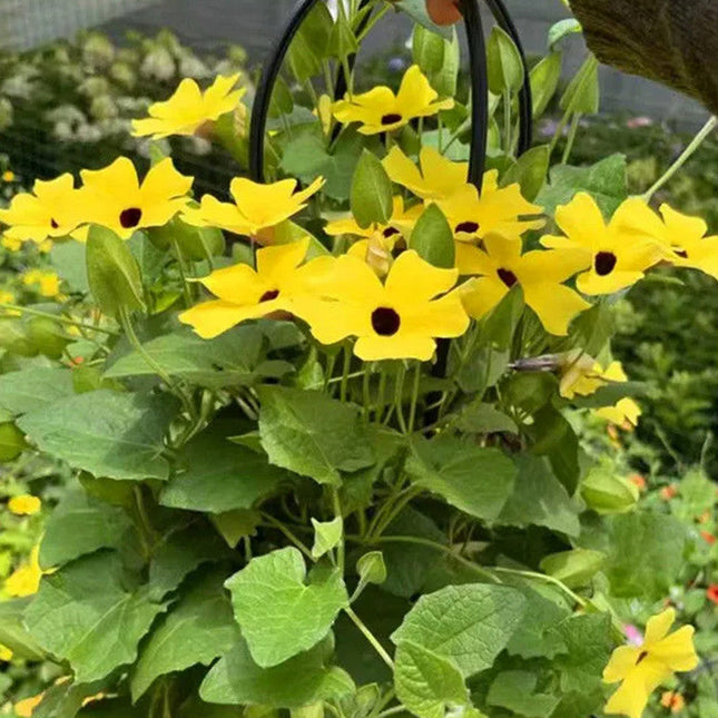 Thunbergia Alata 'Yellow Black' Butterfly Vine Seeds