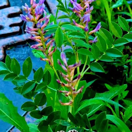 Glycyrrhiza uralensis 'Chinese Licorice' Medicinal Herb Seeds