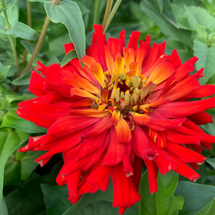 Zinnia Elegans 'Red' Scarlet Bloom Seeds