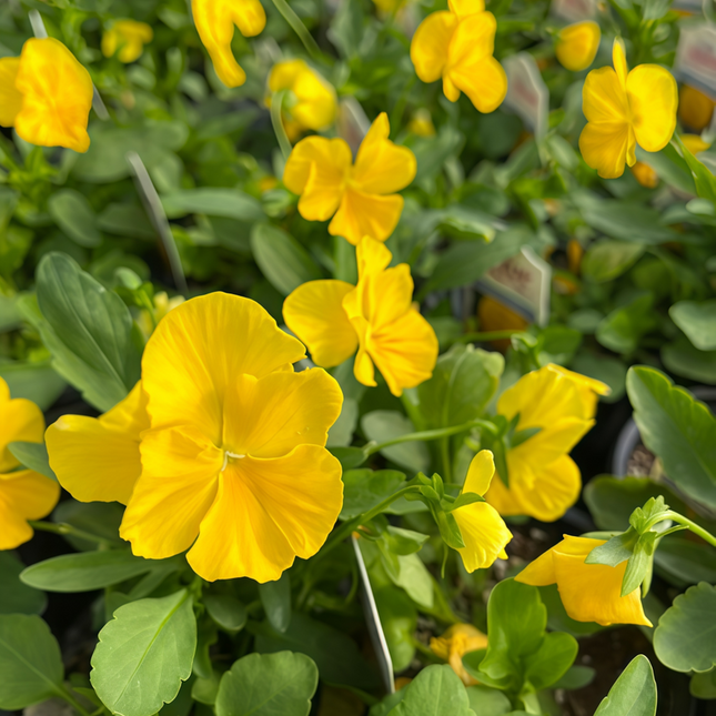 Viola Cornuta 'Yellow' Sunshine Viola Seeds