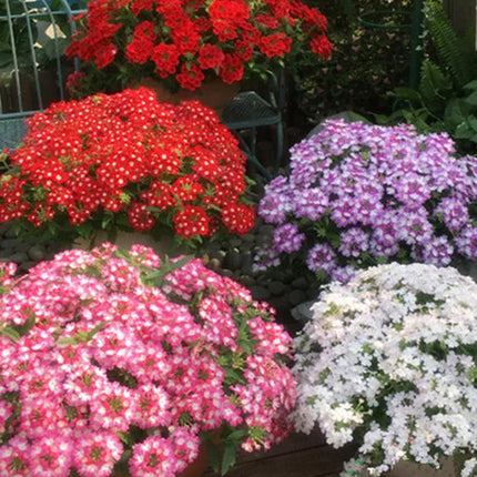 Glandularia Hybrida 'Mix' Verbena Bloom Seeds