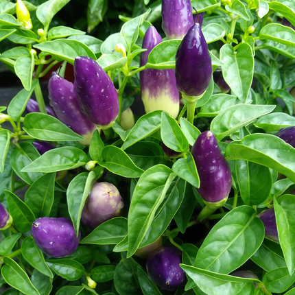 Capsicum annuum var. annuum 'Amethyst' Purple Pepper Seeds