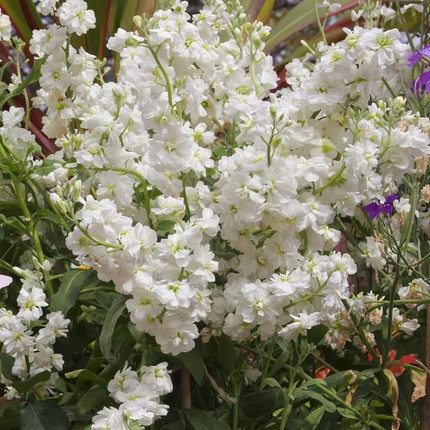 Matthiola Incana 'White' Evening Scented Seeds