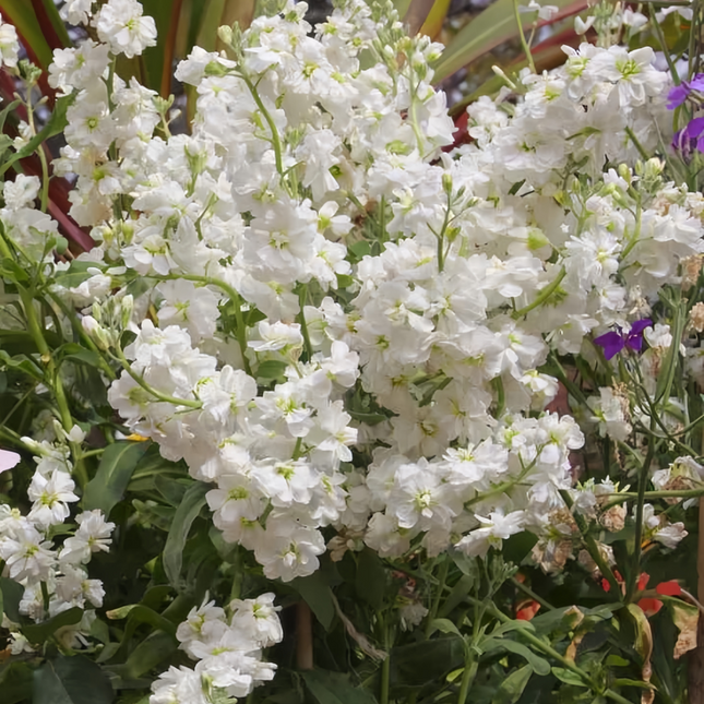 Matthiola Incana 'White' Evening Scented Seeds