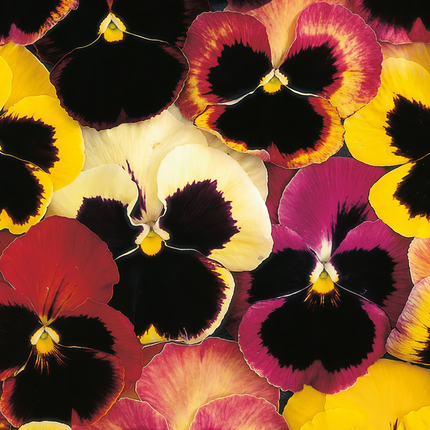 Viola Wittrockiana 'Extra Large Mix' Giant Pansy Seeds