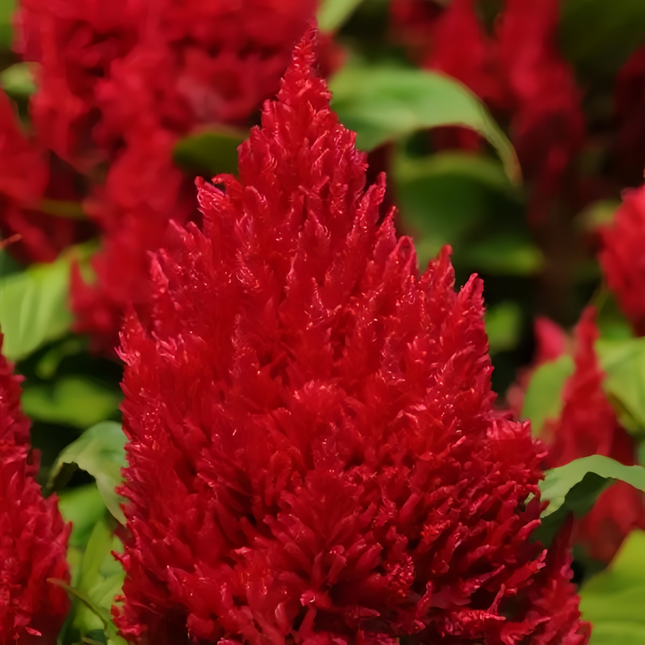 Celosia Cristata 'Red' Bold Seeds