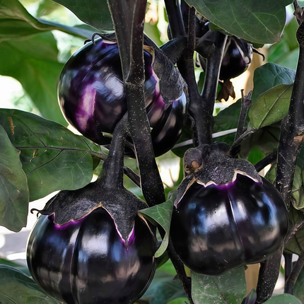 Solanum melongena 'Purple Flat' Asian Eggplant Seeds