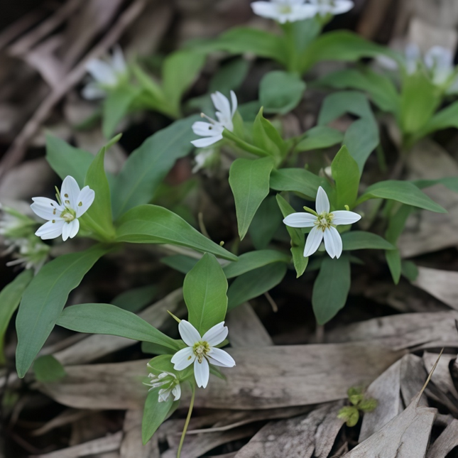 Pseudostellaria heterophylla ‘Child Ginseng’ Ornamental Tuber Seeds