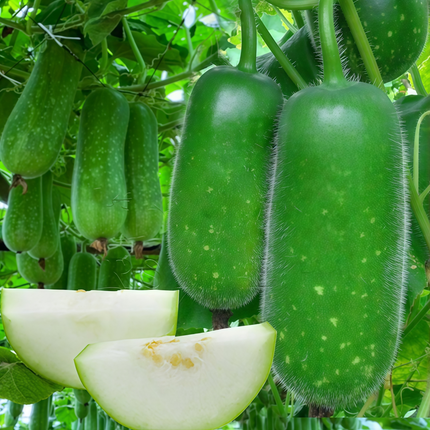 Benincasa hispida 'Small' Mini Winter Melon Seeds