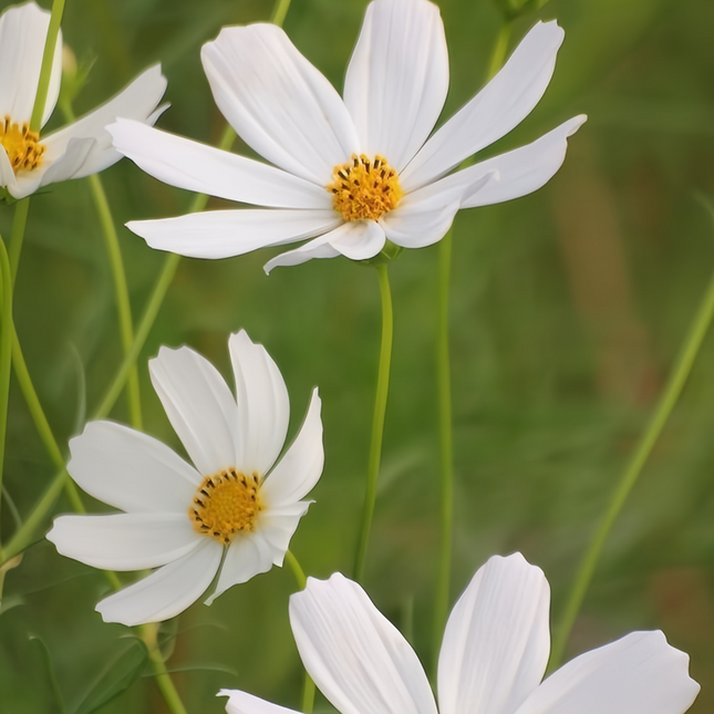 Cosmos Bipinnatus 'Pure White' Heirloom Seeds