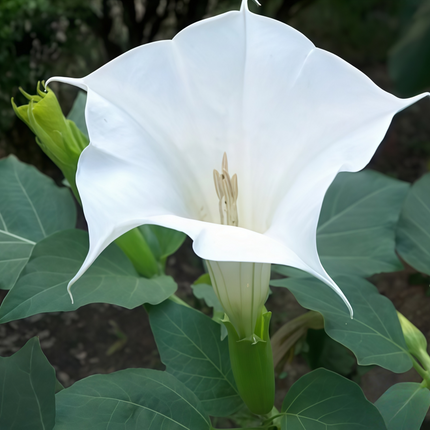 Datura metel ‘Downy Thorn Apple’ Cautionary Ornamental Seeds