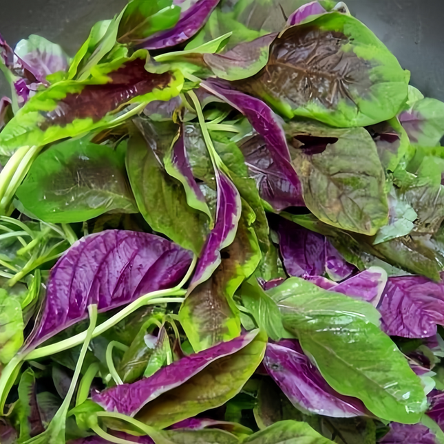 Amaranthus tricolor 'Ornamental' Joseph's Coat Seeds