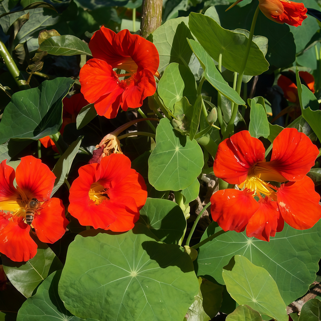 Tropaeolum Majus 'Rose Red' Nasturtium Seeds