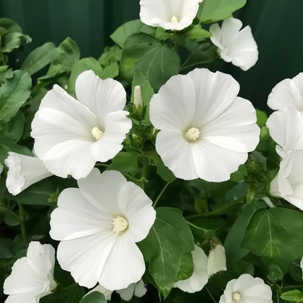 Lavatera Arborea 'White' Garden Mallow Seeds