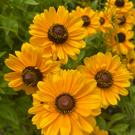 Rudbeckia Hirta 'Yellow Black' Black-Eyed Susan Seeds