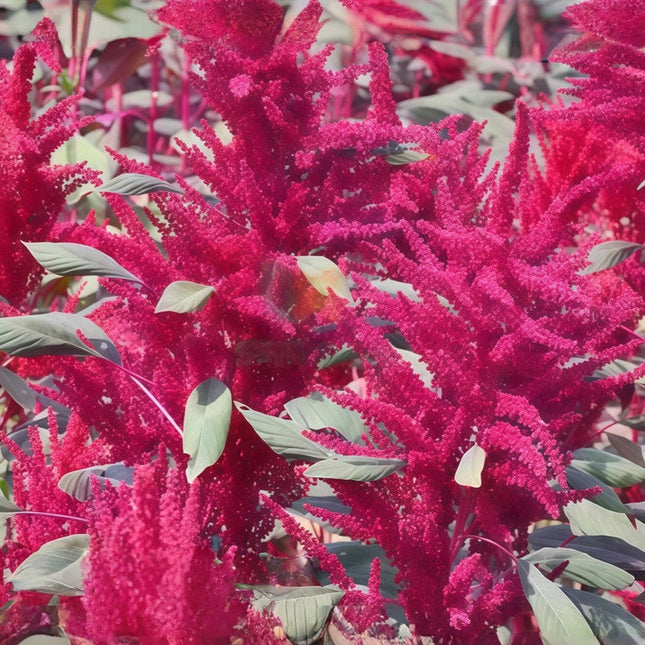 Amaranthus Caudatus 'Red Leaf Red Flower' Ornamental Seeds