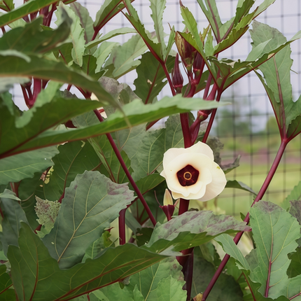 Abelmoschus esculentus 'Red' Burgundy Okra Seeds