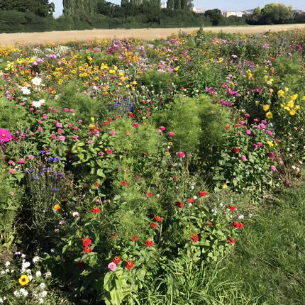 Rustic Charm Flower Combination Mix Seeds