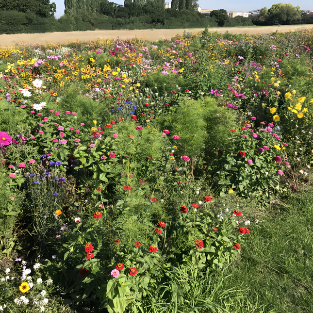 Rustic Charm Flower Combination Mix Seeds
